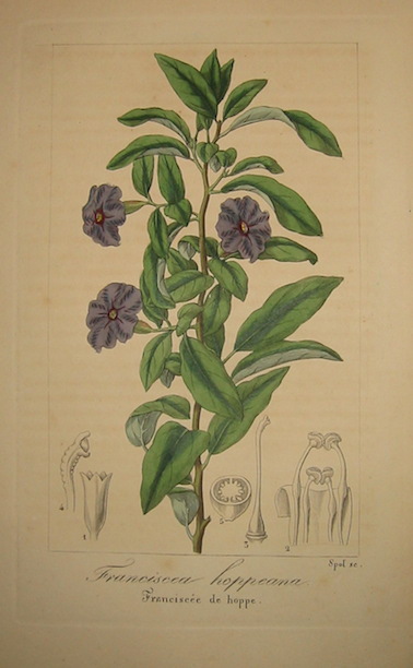 Bessa Pancrace (1771-1846) Franciscea hoppeana. Franciscée de hoppe 1828 Bruxelles